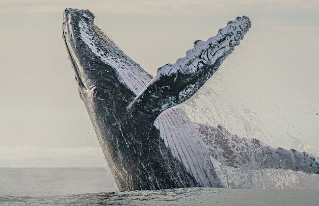 Giro in barca con avvistamento di balene - Foto 1