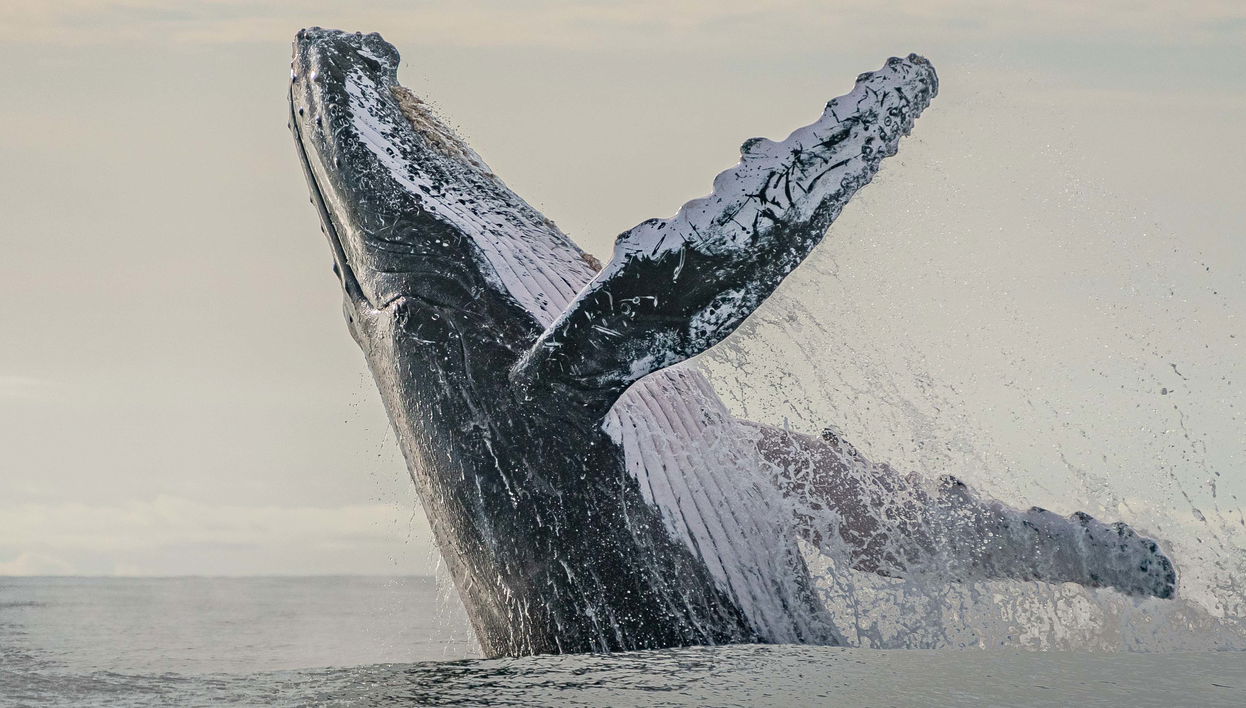 Giro in barca con avvistamento di balene