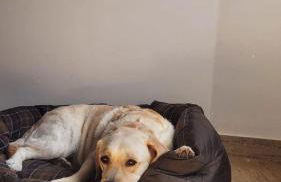 A Painza Aldea Rural - Foto 19