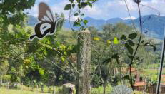 João-de-barro - Foto 3