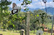 João-de-barro - Foto 3