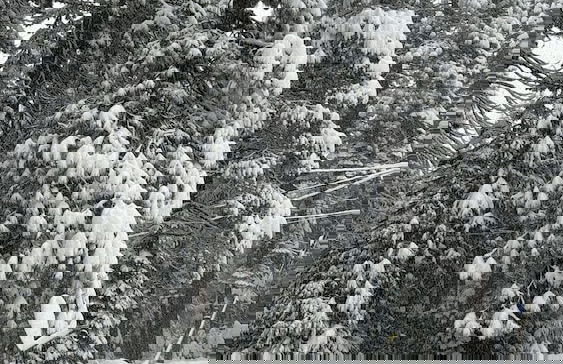 La Veranda - Photo 1