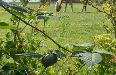 Landidylle mit Garten, Whirlpool und Klima - Foto 32