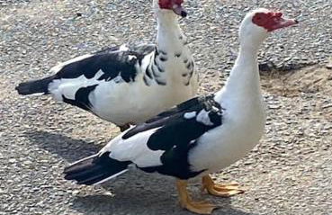 Aris Studio Analipsi Crete - Photo 28