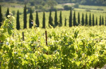 Chateau de Raissac - Foto 25