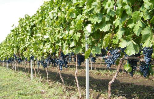 Etna Wine Azienda Agrituristica - Foto 16