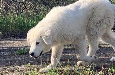 CASALE SOFIA E MARIAGIULIA - Foto 11