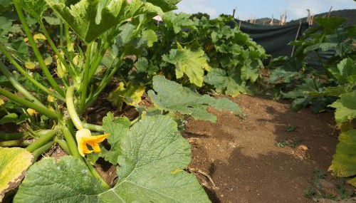 Le Case di Mamma Carmela - Foto 4, Garden