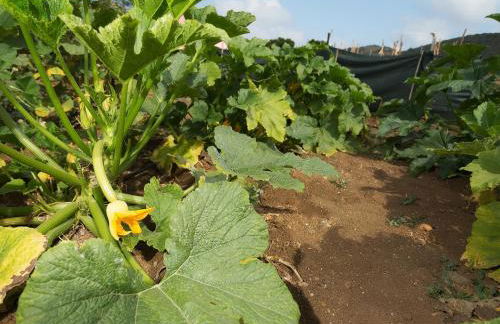 Le Case di Mamma Carmela - Foto 4