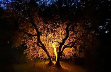 La casa nel bosco - Foto 30