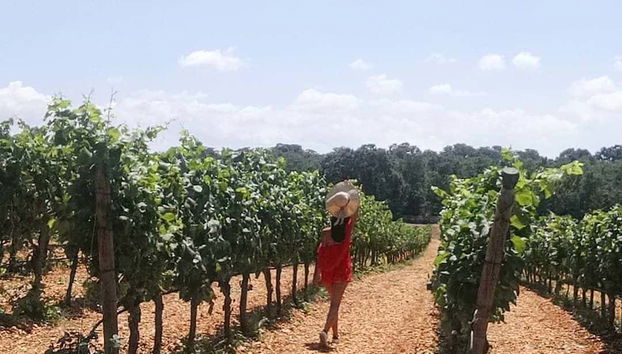 Visitando unos viñedos del valle de Itria