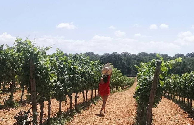 Cata de vinos en el valle de Itria - Foto 2