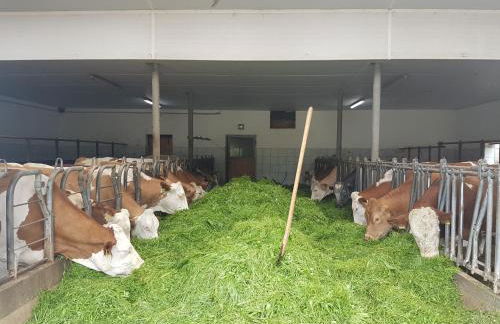 Gästehaus Annemarie - Foto 19