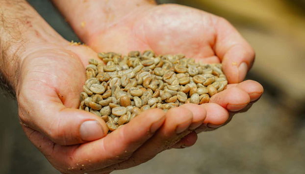 Costa Rican Coffee & Chocolate Tour - Foto 3