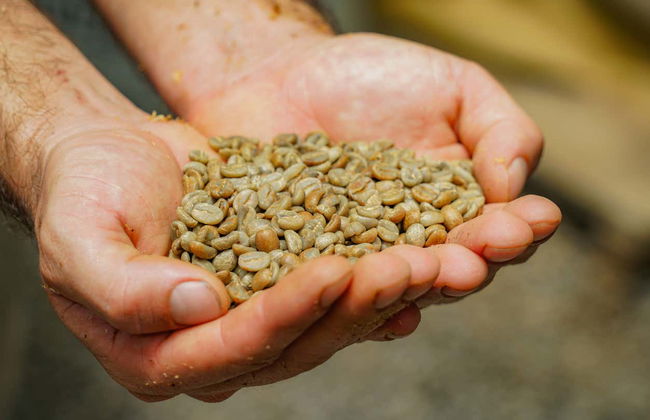 Costa Rican Coffee & Chocolate Tour - Foto 3