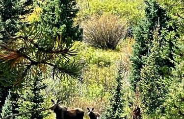 Moose Mtn Lodge/Luxury Cabin/Hot Tub/Fireplace - Foto 50