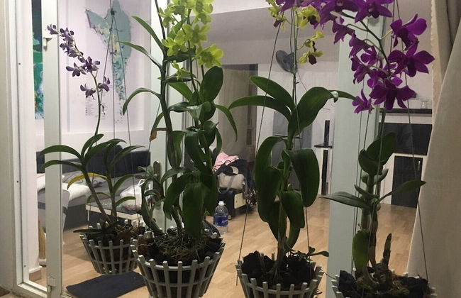 Dao Ngoc VT1 - Foto 10