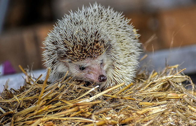 Skarlinówka - Foto 25