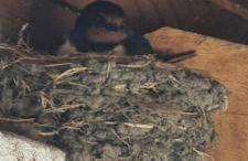 Casa D'Avó Tiz - Foto 39