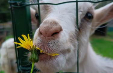 A Ca du Giaba - Foto 17