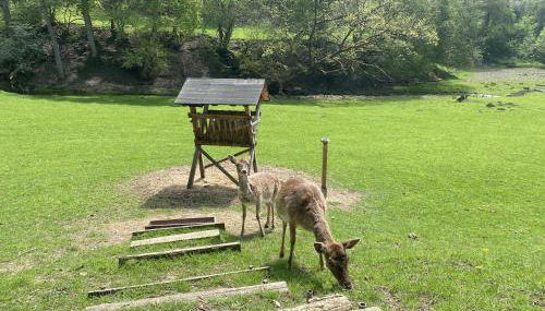 Ferienhaus Rehblick - Foto 5