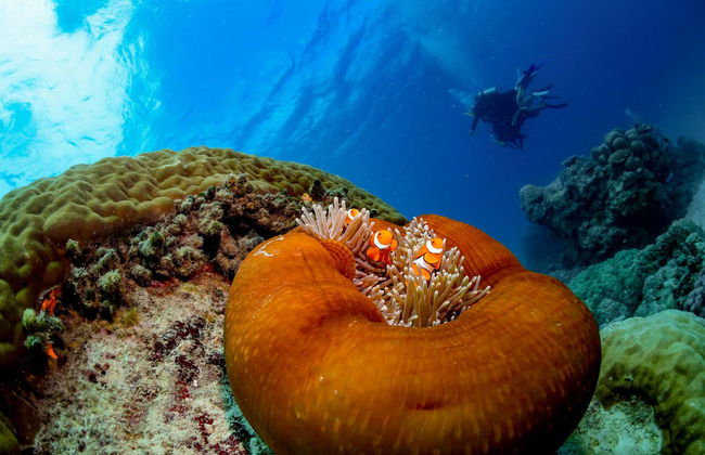 Great Barrier Reef Snorkeling Tour - Foto 6