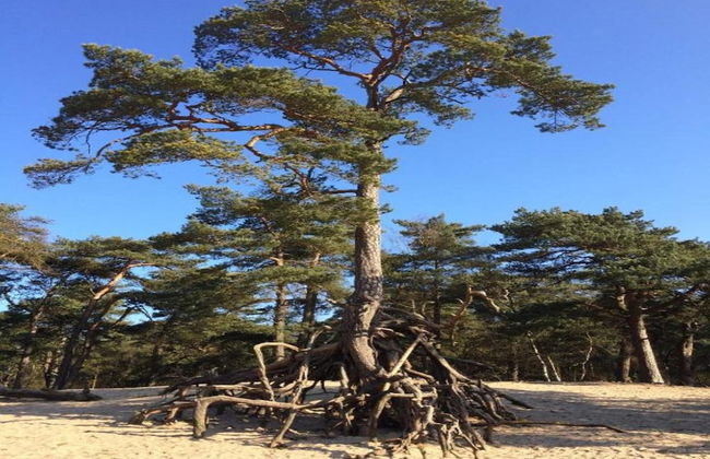 Chalet in Dutch Park With Garden and Terrace - Foto 20