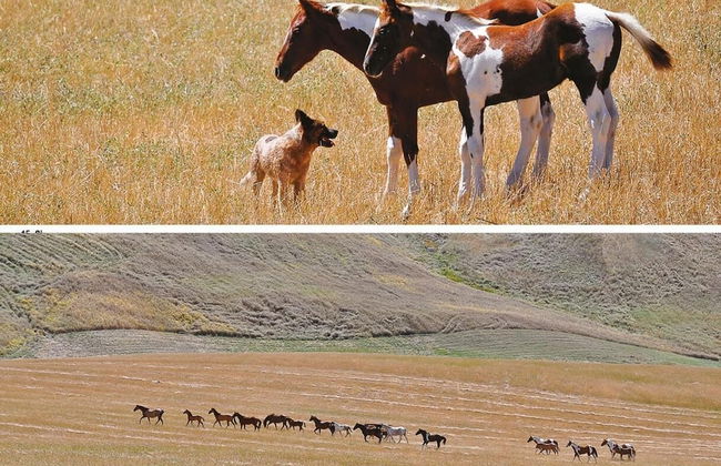 Masseria Straziuso - La Vaccariccia - Photo 24