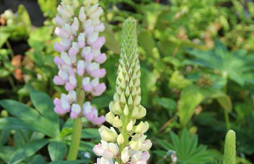 Palmallet Cottage - Foto 20