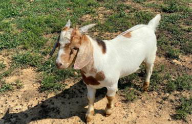 Cozy Farmhouse near Mammoth Cave on 45 acre farm - Foto 18