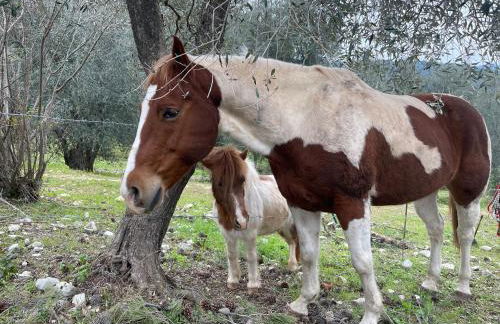 Novecento Country House - Foto 67