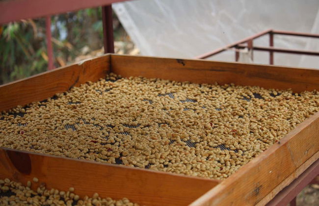 Excursión a los cafetales de Sarangkot - Foto 13