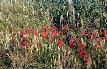 El laurel y el limonero. - Foto 39