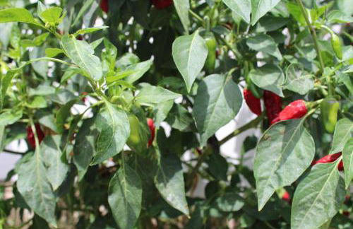 CASA EL OLIVO, TENERIFE - Foto 19