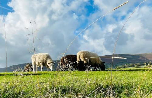 Spacious Cottage - Sleeps 4 - in the Black Mountains - Photo 40