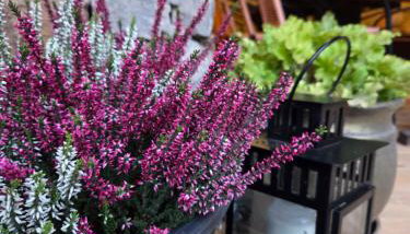 Ostoja Będzyn- Wypoczynek nad Pilicą - Foto 4