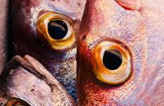 Apartment Fortuna - Photo 4