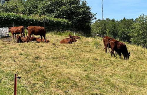 Zimmermanns Zuhause in Altenau - Foto 26