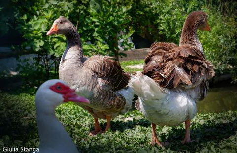 Cascina Graziosa - Foto 40