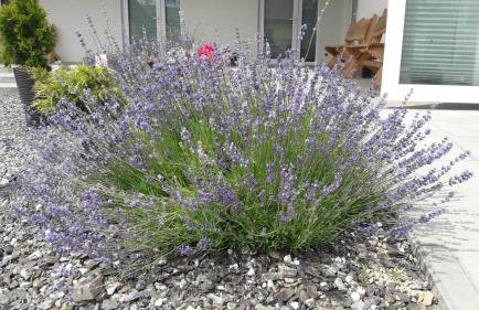 Pokoje Pod Gruszą -osobne wejścia - Foto 32