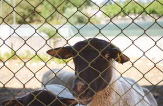 Casa das Milheirices - Foto 36