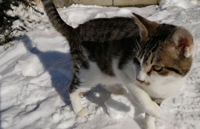 The Sanfurano - Foto 71