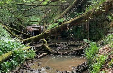 Quirky Barn Conversion Crowhurst Battle - Foto 27