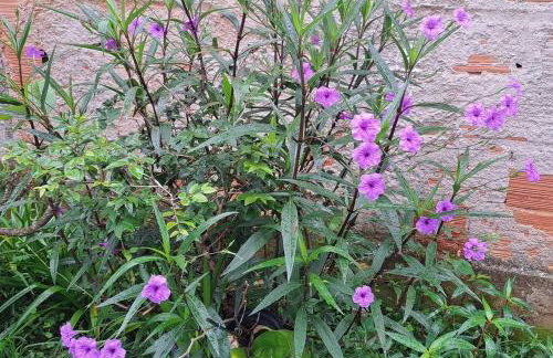 Casa Amoreira Paraty - Foto 12