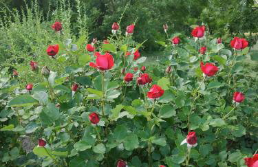 Apartament przy Kamiennej Chacie - Foto 12