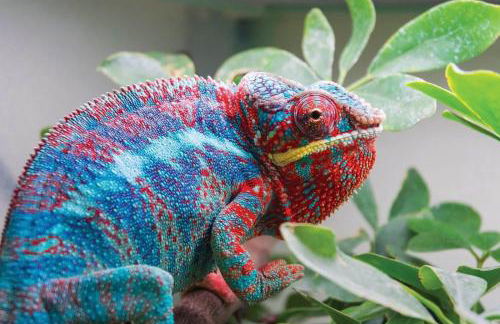 Cozy Hot Tent With Log Burner & Hot Tub Left Tent - Foto 29