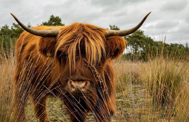 Villa in Someren Near Golf Course - Photo 20