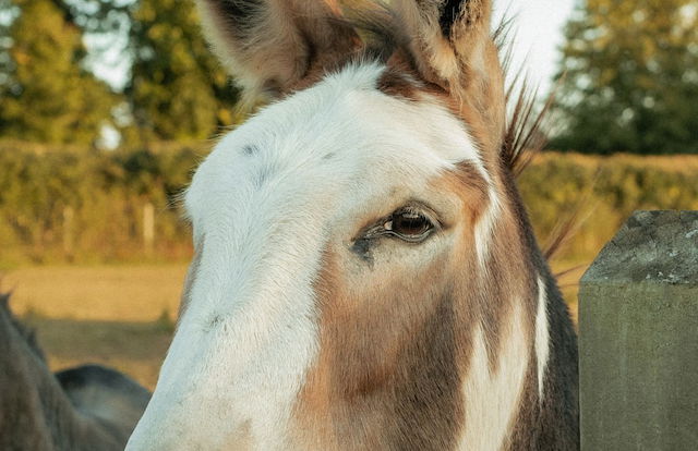 Glamping in Wiltshire the Green Knoll is a Charm - Foto 18