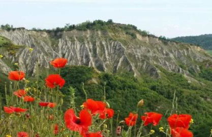 La Mimosa - Photo 39