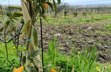 Agriturismo - "La Funicolare" - Photo 23